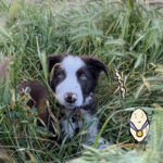 A brown and white puppy with blue eyes, laying in the green grain field