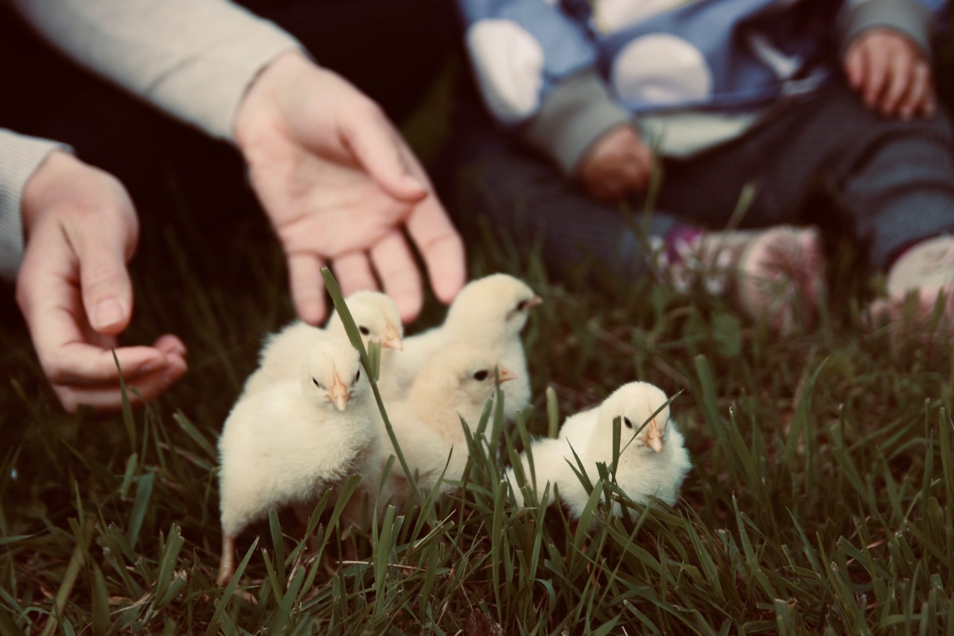 Five yellow chicken babies in the green grass, hands reaching out, toddler in the background