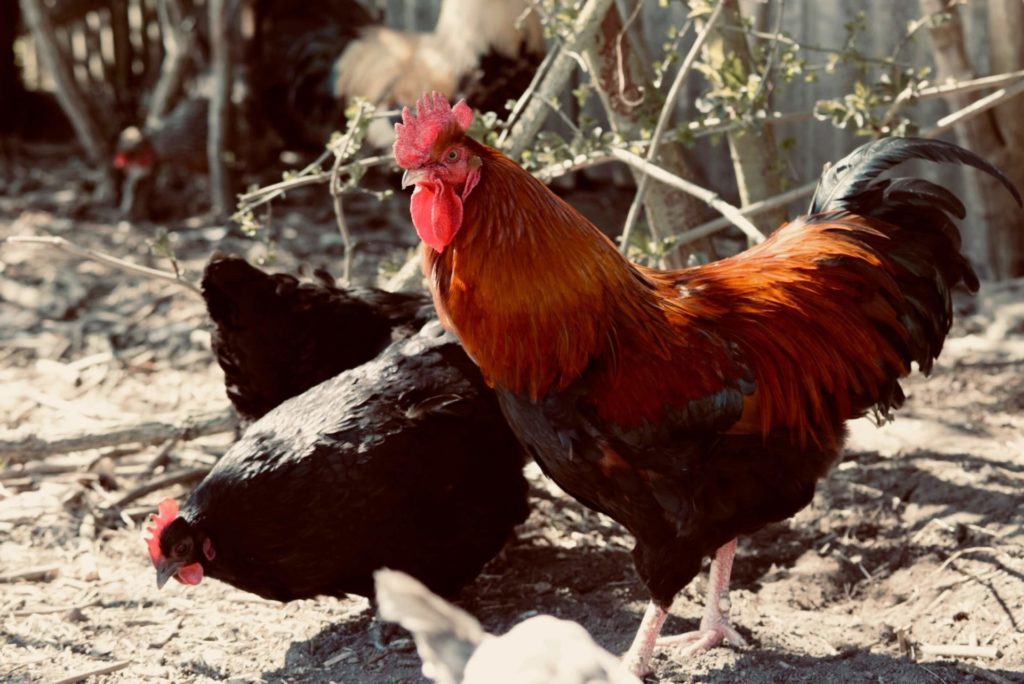 A rooster from the Maran breed