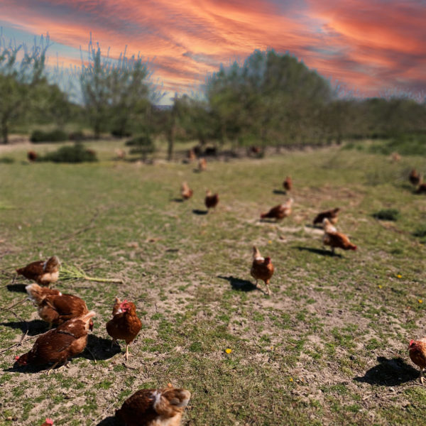 Chickens free range amongst grass and fruit trees