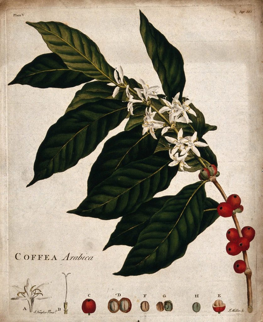 An illustration of Coffea Arabica from the 1800s. What was the coffee prices then?
