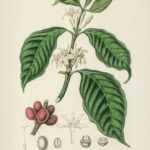 Coffea Arabica, illustration from Medical Botany (1836), by John Stephenson and James Morss Churchill.
