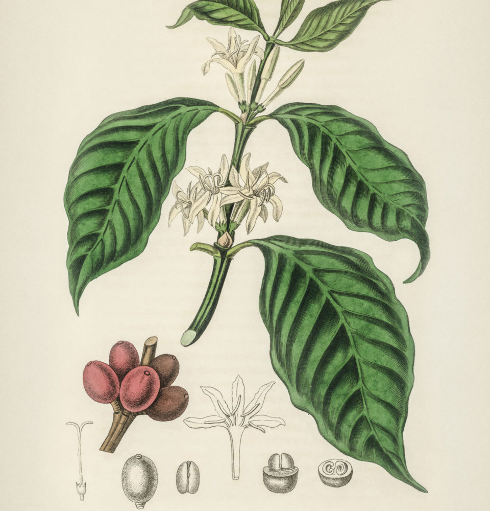 Coffea Arabica, illustration from Medical Botany (1836), by John Stephenson and James Morss Churchill.